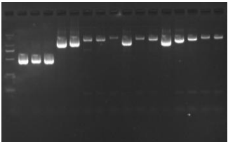 Eastern Issac Yeast Nucleic Acid Reference (Heat-inactivated) (Strong Positive)-BNCC
