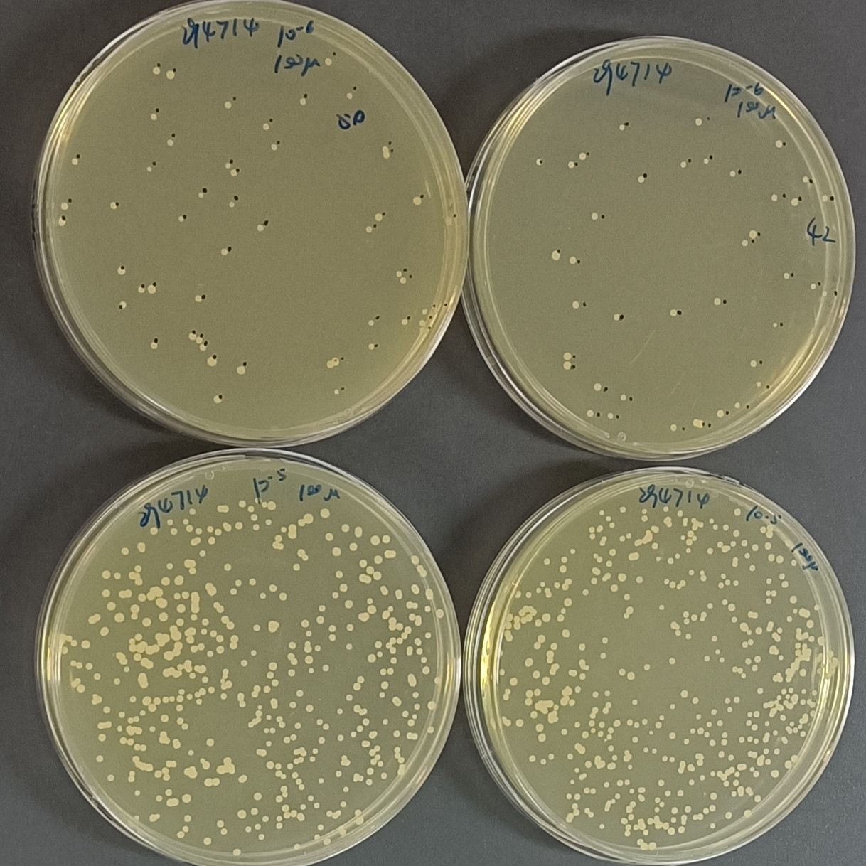 Eastern Issac Yeast Nucleic Acid Reference (Heat-inactivated) (Strong Positive)-BNCC