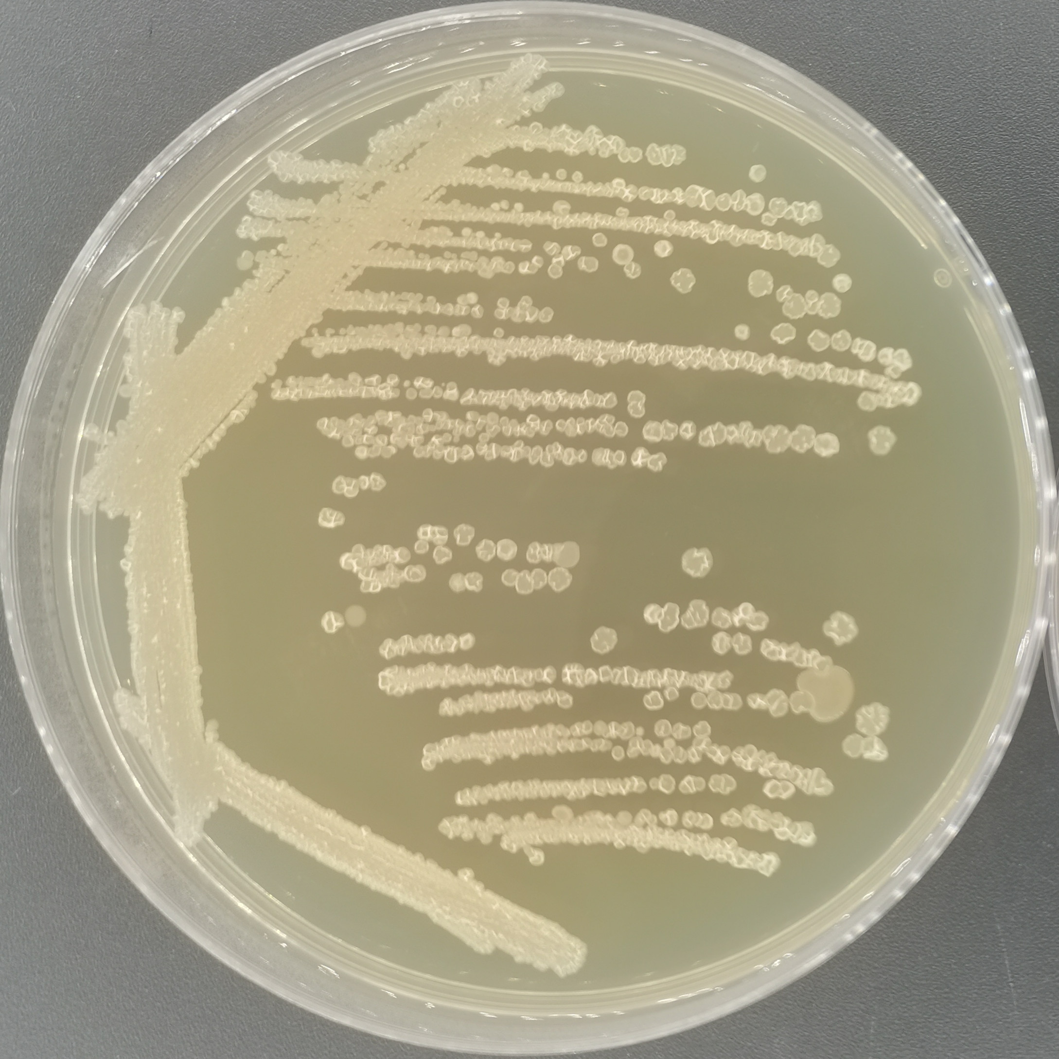 Bacillus subtilis-BNCC