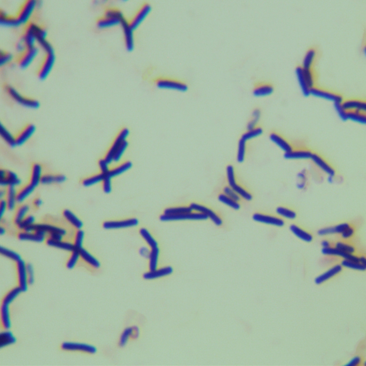 Bacillus subtilis-BNCC