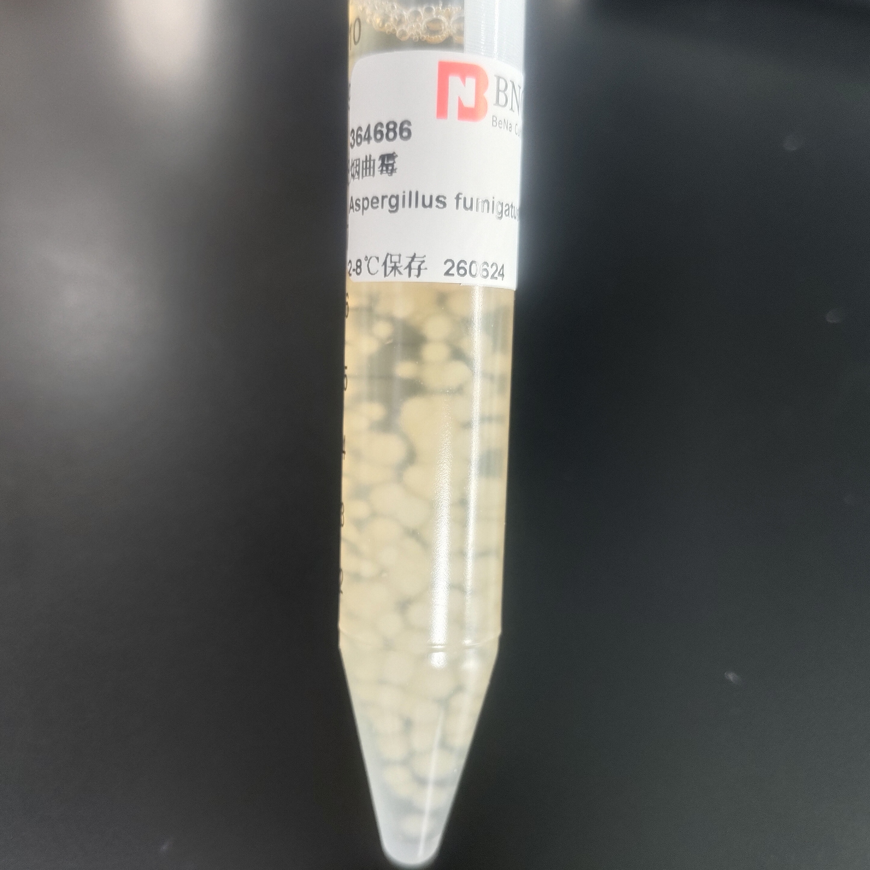 Aspergillus fumigatus-BNCC