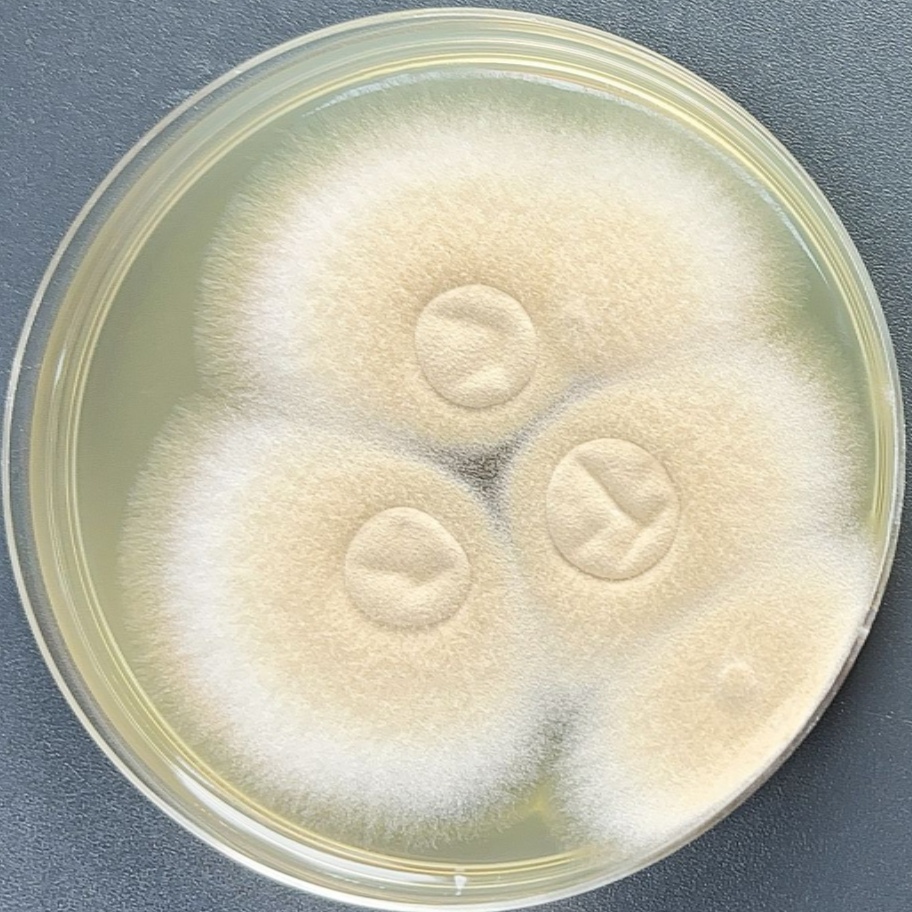 Aspergillus fumigatus-BNCC