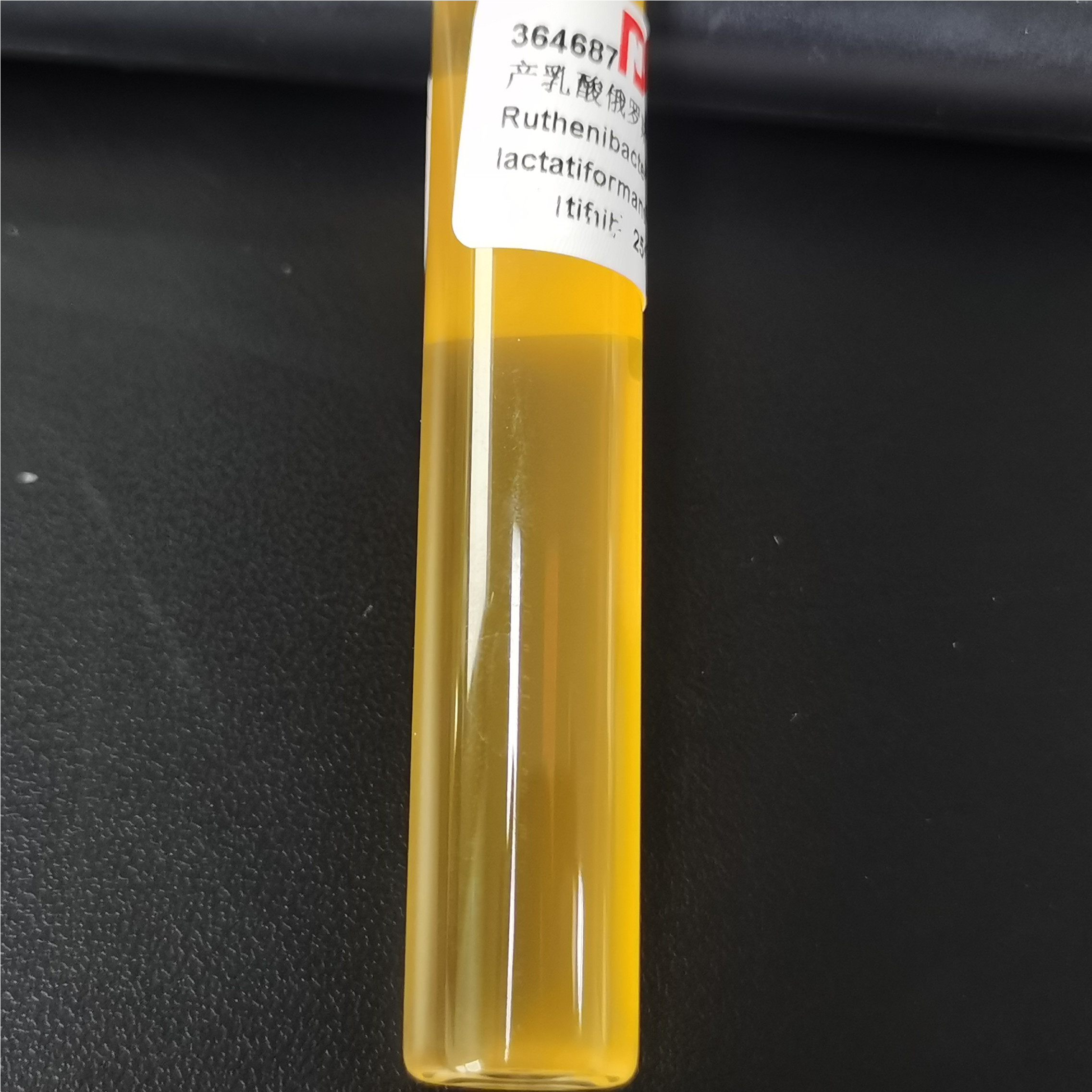 Lactobacillus lactis-BNCC
