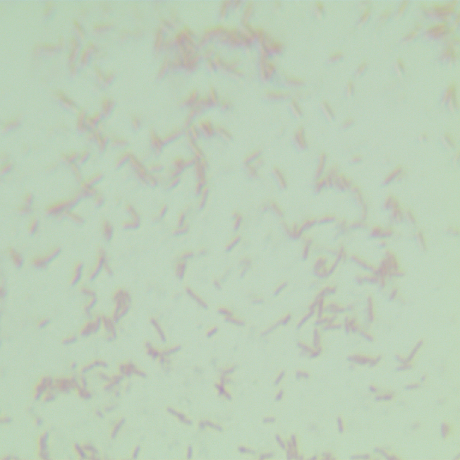 Lactobacillus lactis-BNCC