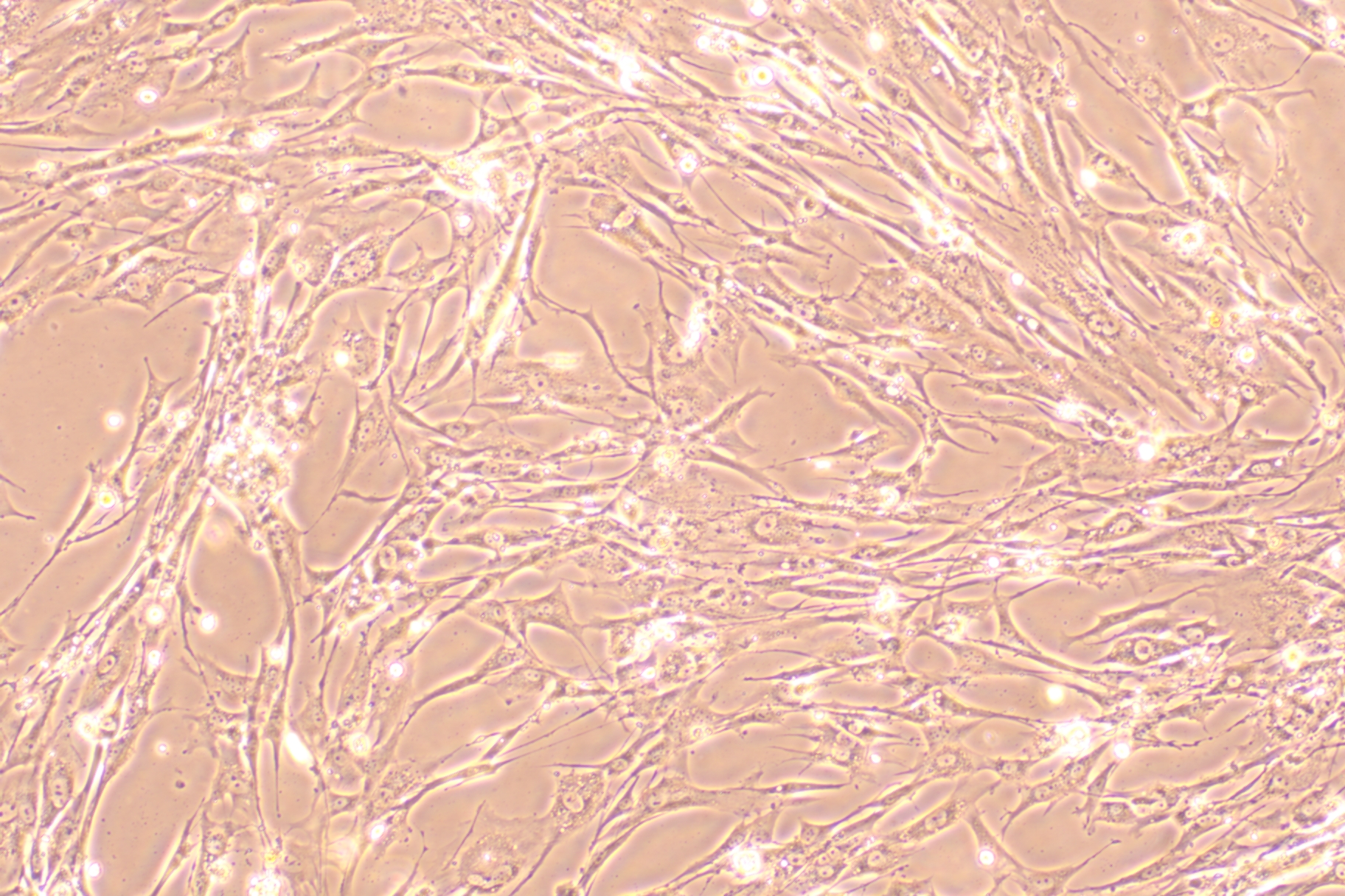 Taylor's mouse encephalomyelitis virus nucleic acid reference substance (Heat-inactivated) (strongly positive)-BNCC
