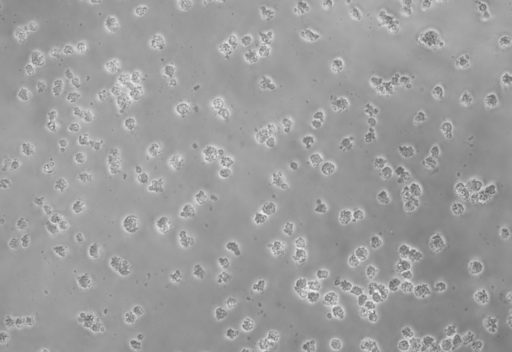 Murine hepatitis virus-BNCC