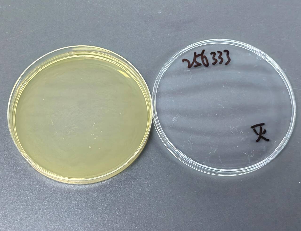 Streptococcus agalactiae Nucleic Acid Reference Material (Thermally Inactivated) (Strong Positive)-BNCC
