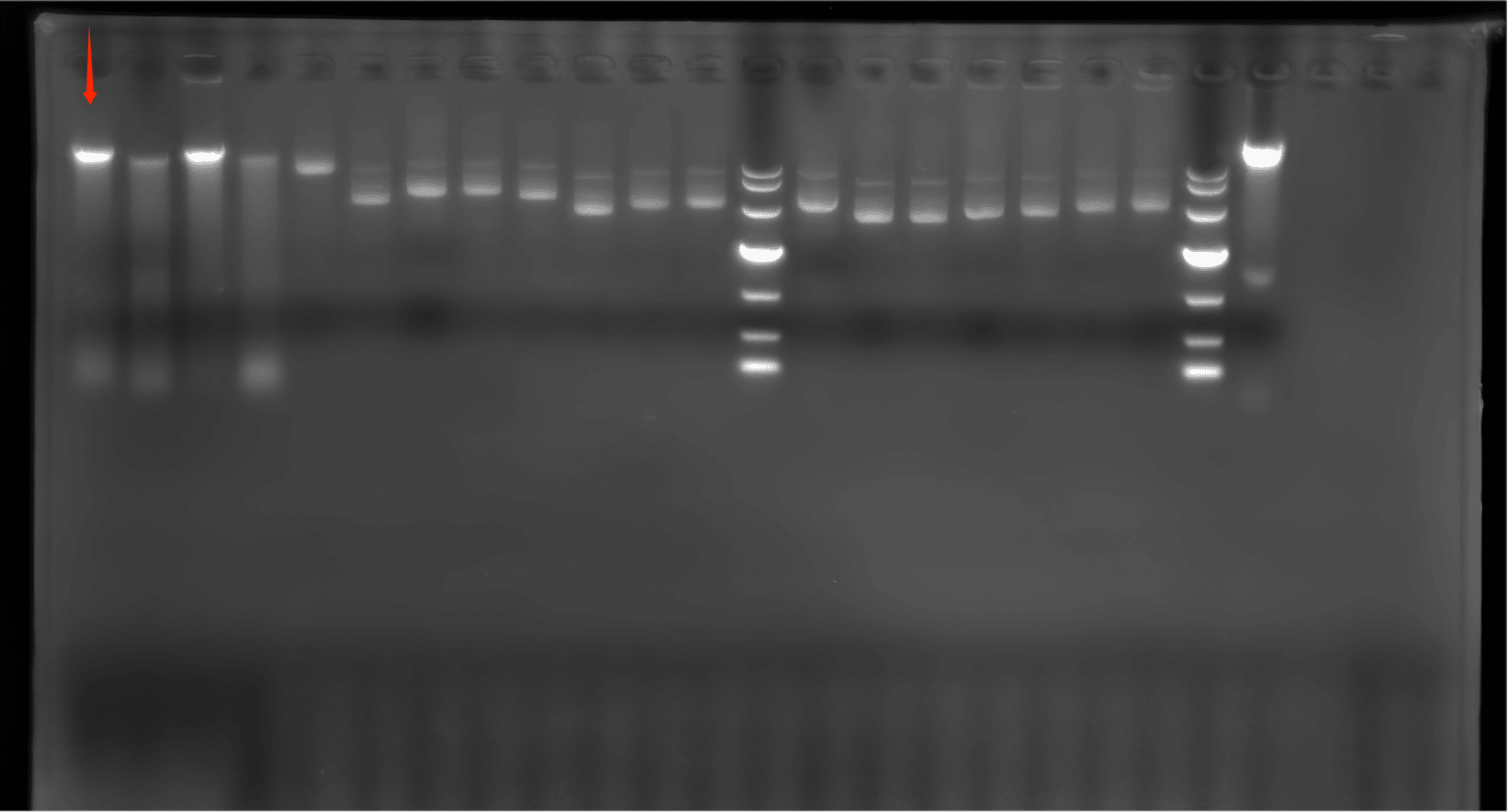 Genomic DNA of Clostridium difficile-BNCC
