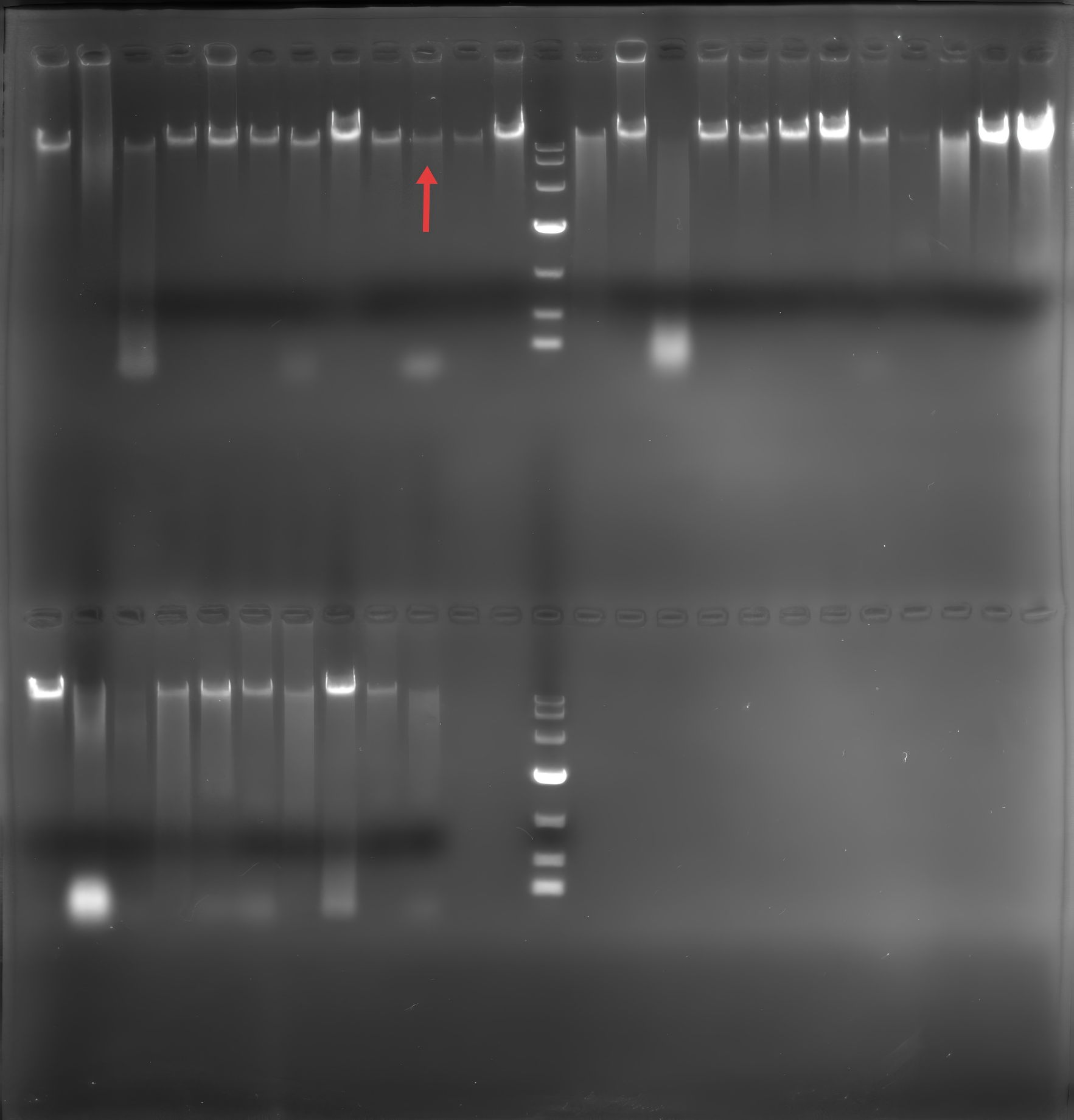 Genomic DNA from Vibrio parahaemolyticus-BNCC
