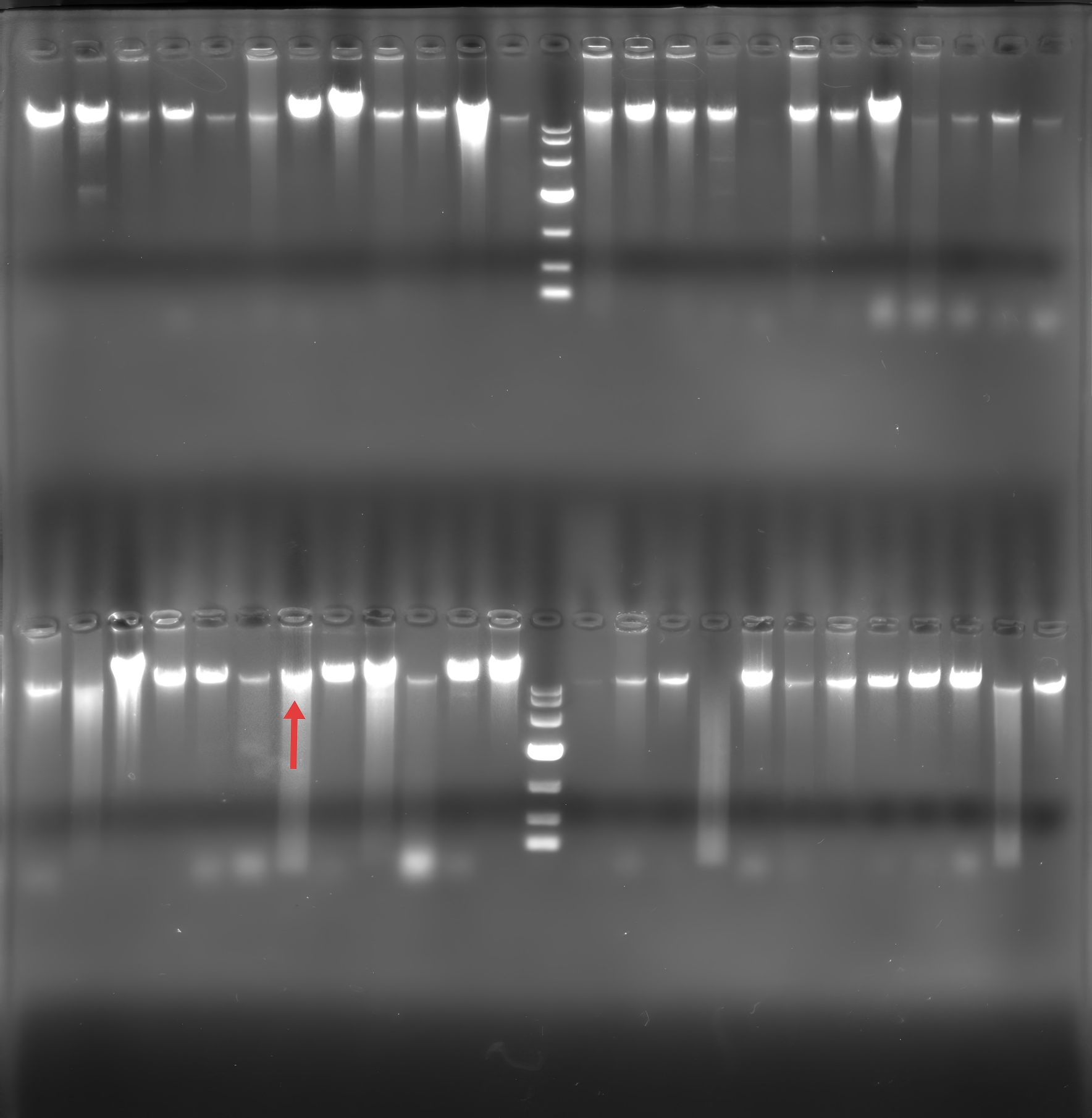 Polyphage Burkholderia genome DNA-BNCC