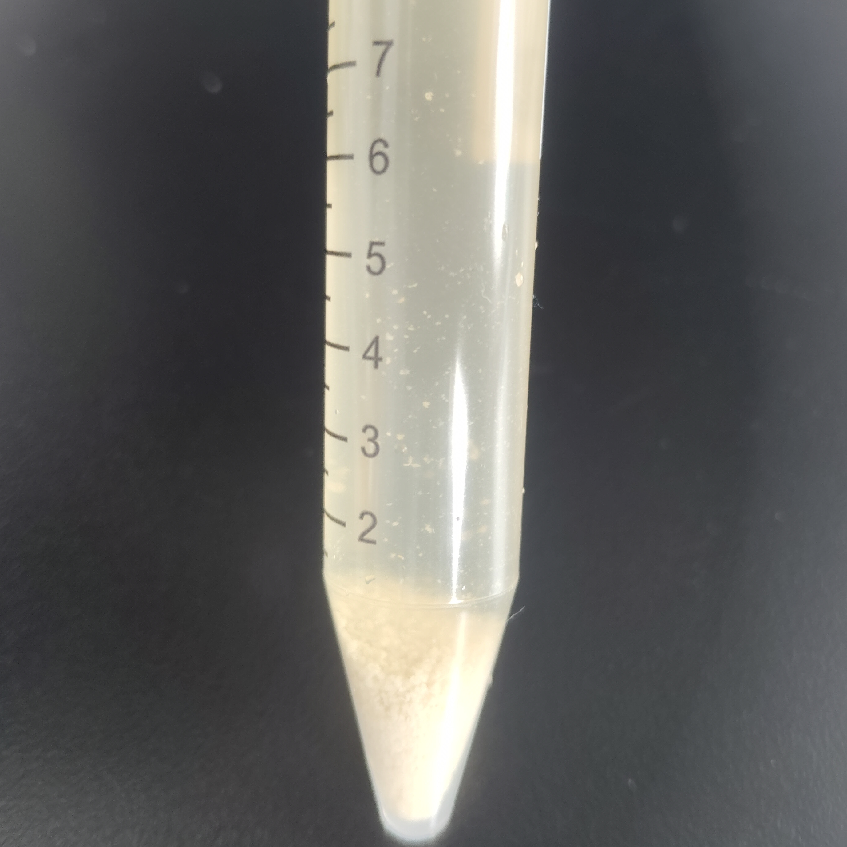 Mycobacterium bovis-BNCC