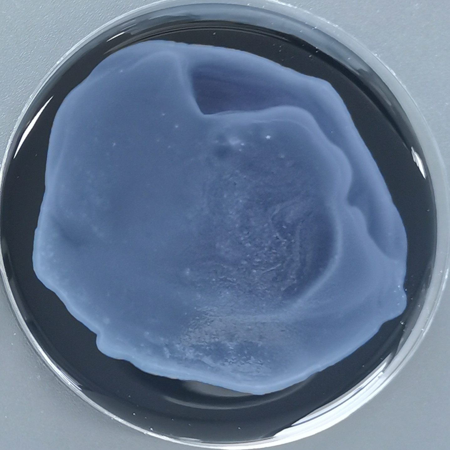 Legionella pneumophila subsp. pneumophila-BNCC