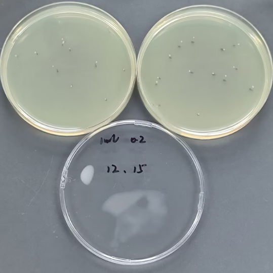 Quantitative strain of Escherichia coli-BNCC