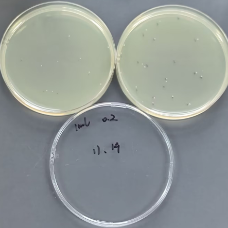 Quantitative strain of Escherichia coli-BNCC