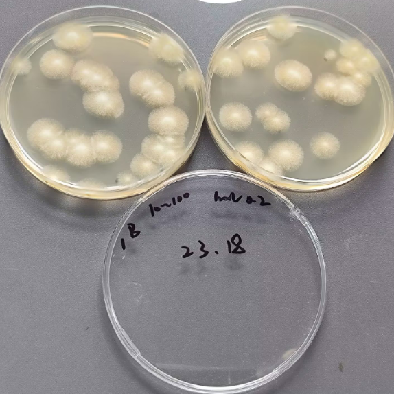 Quantitative strain of Aspergillus niger-BNCC