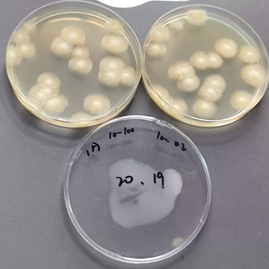 Quantitative strain of Aspergillus niger-BNCC