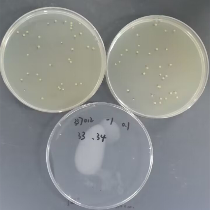 Quantitative strain of Burkholderia cepacia-BNCC
