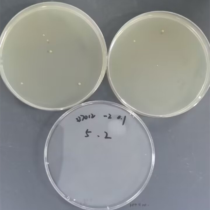 Quantitative strain of Burkholderia cepacia-BNCC