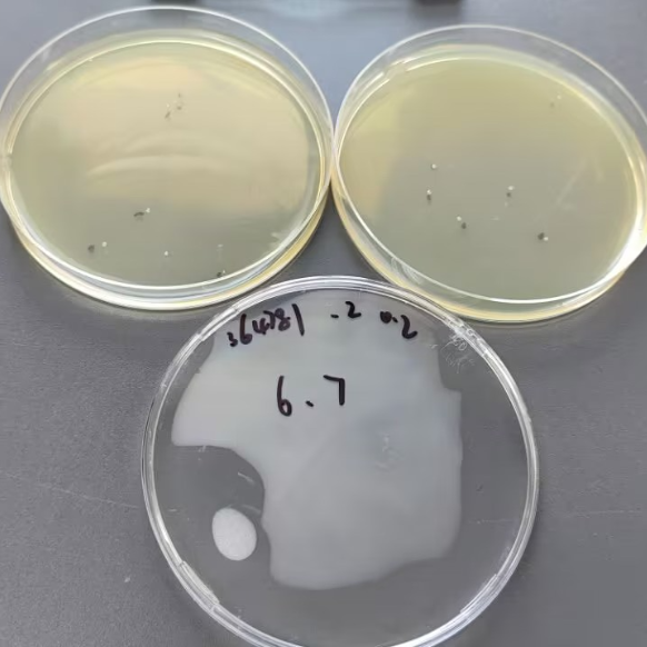 Quantitative strain of Burkholderia cepacia-BNCC