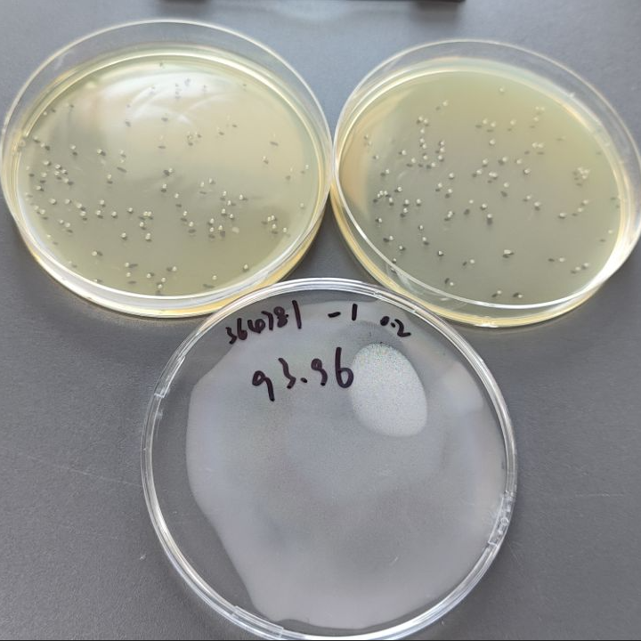 Quantitative strain of Burkholderia cepacia-BNCC