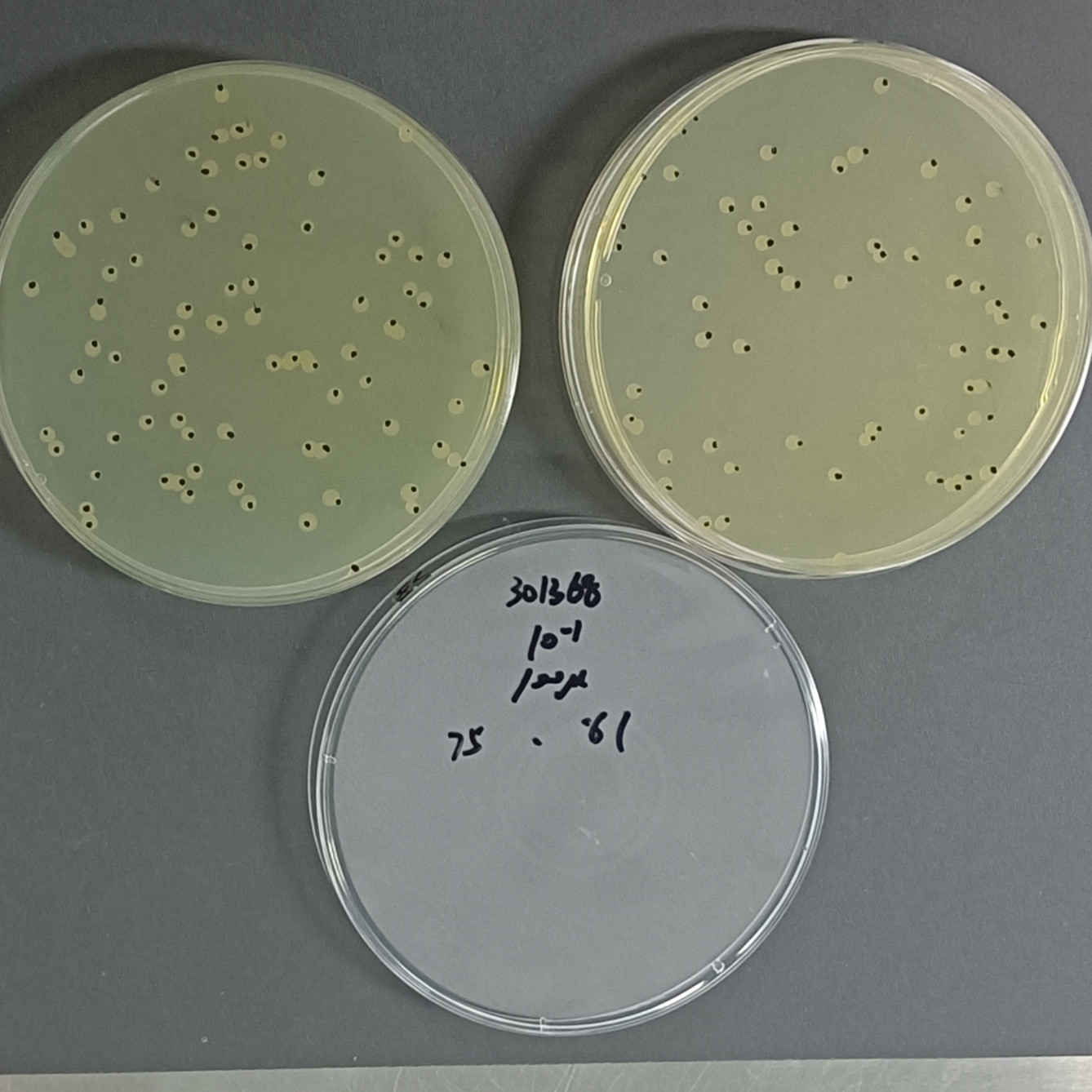 Quantitative strain of Burkholderia pluvialis-BNCC