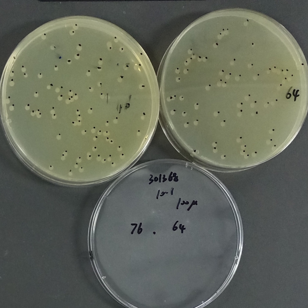 Quantitative strain of Burkholderia pluvialis-BNCC