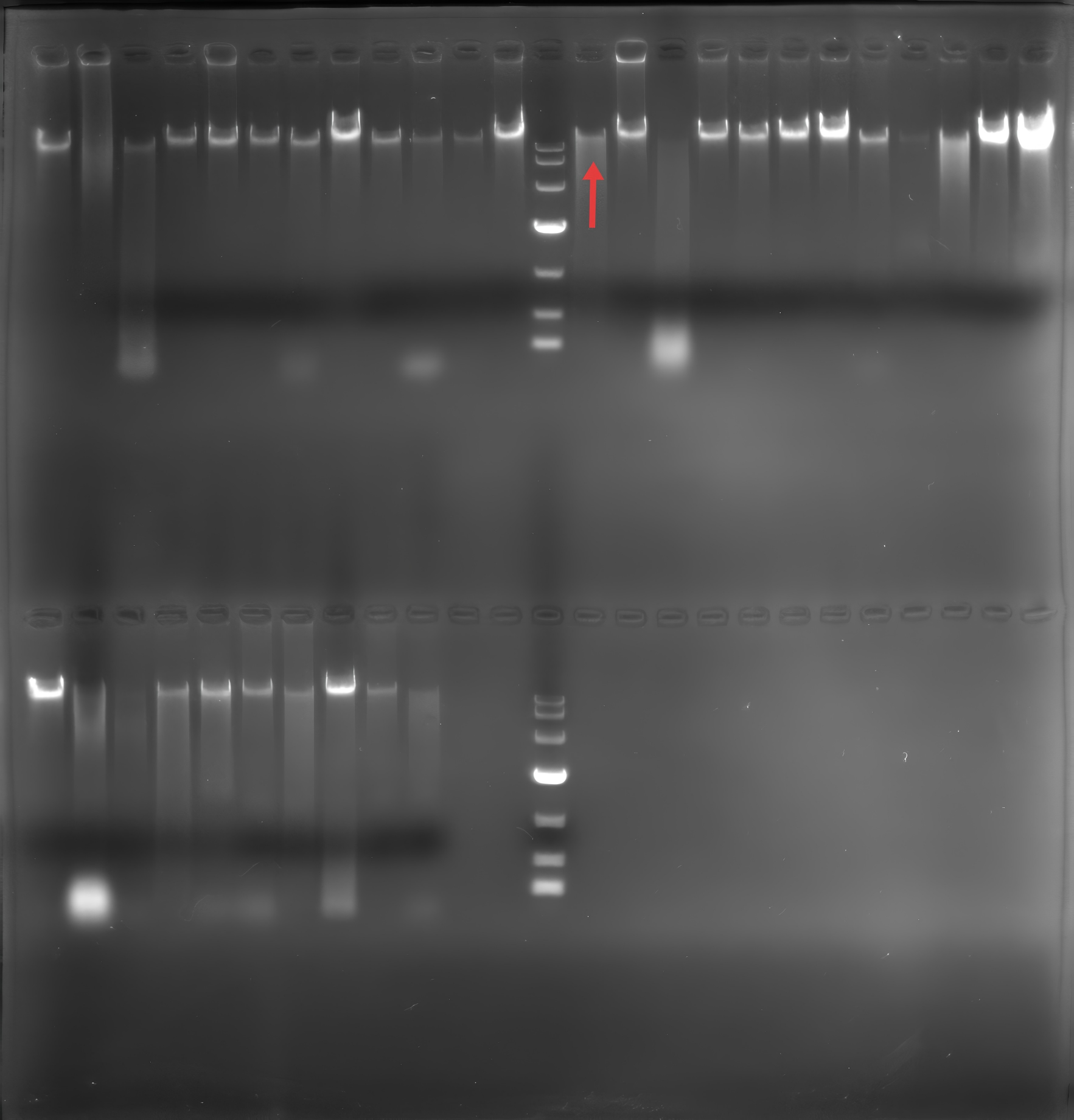 Helicobacter pylori genomic DNA-BNCC