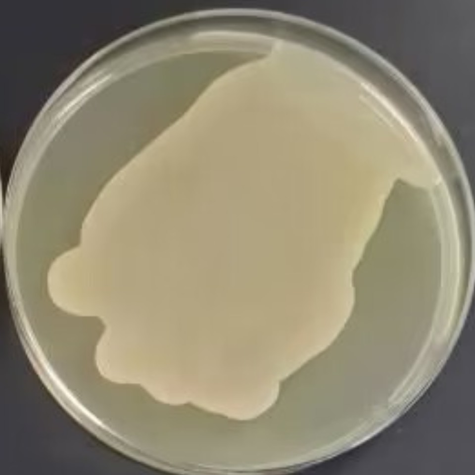 MSU440 (containing Ri plasmid) Agrobacterium tumefaciens-BNCC