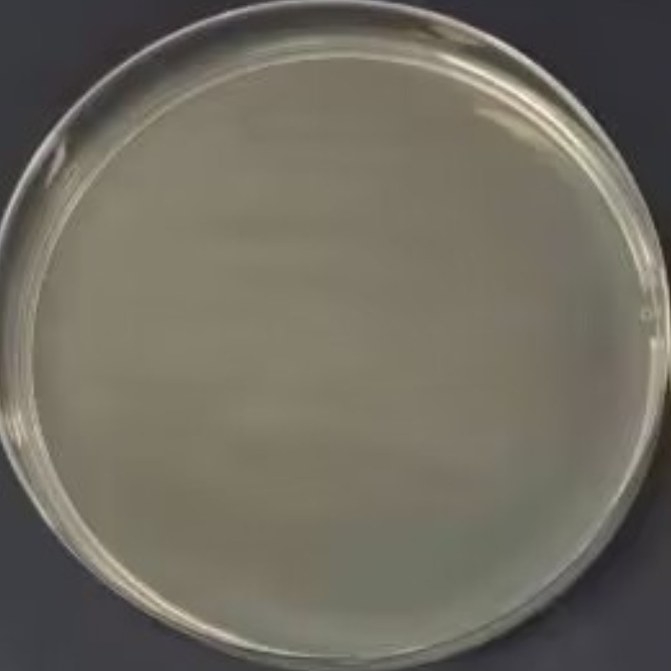 MSU440 (containing Ri plasmid) Agrobacterium tumefaciens-BNCC