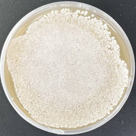 Maoyuan Streptomyces-BNCC