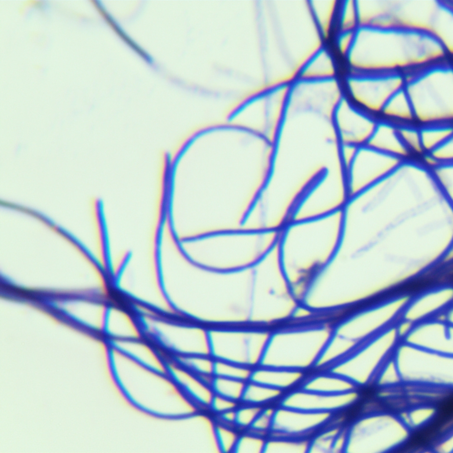 Maoyuan Streptomyces-BNCC