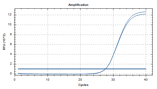 Simian virus 40 DNA standard-BNCC