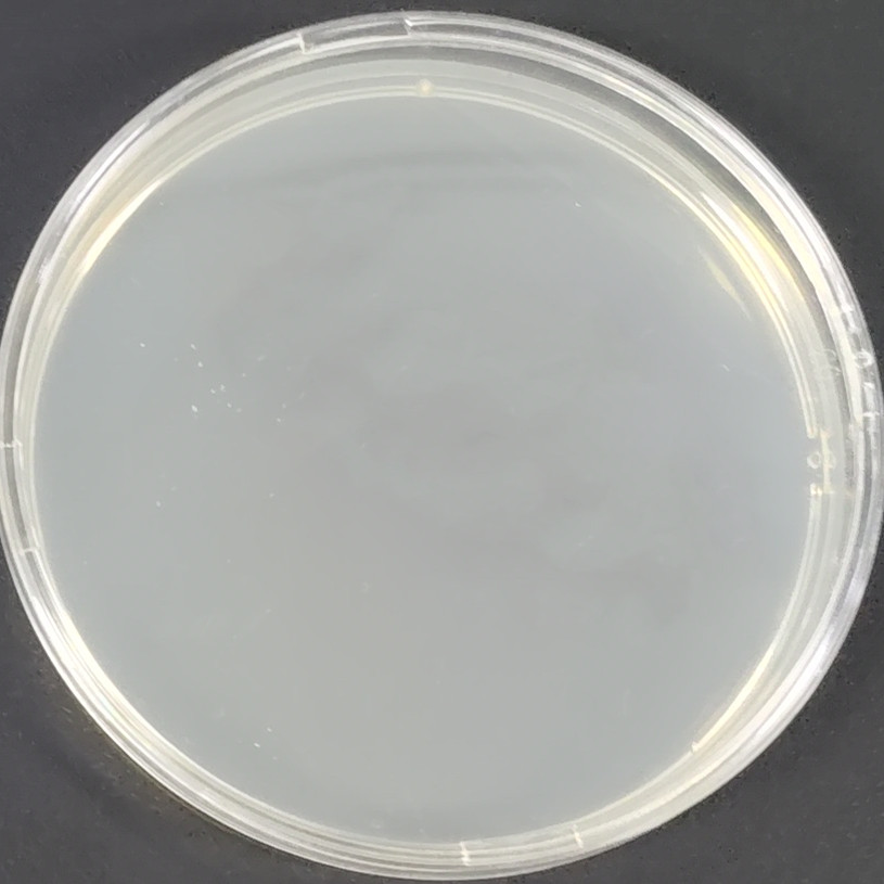 Mycobacterium chelonae Nucleic Acid Reference Material (Thermally Inactivated) (Strongly Positive)-BNCC