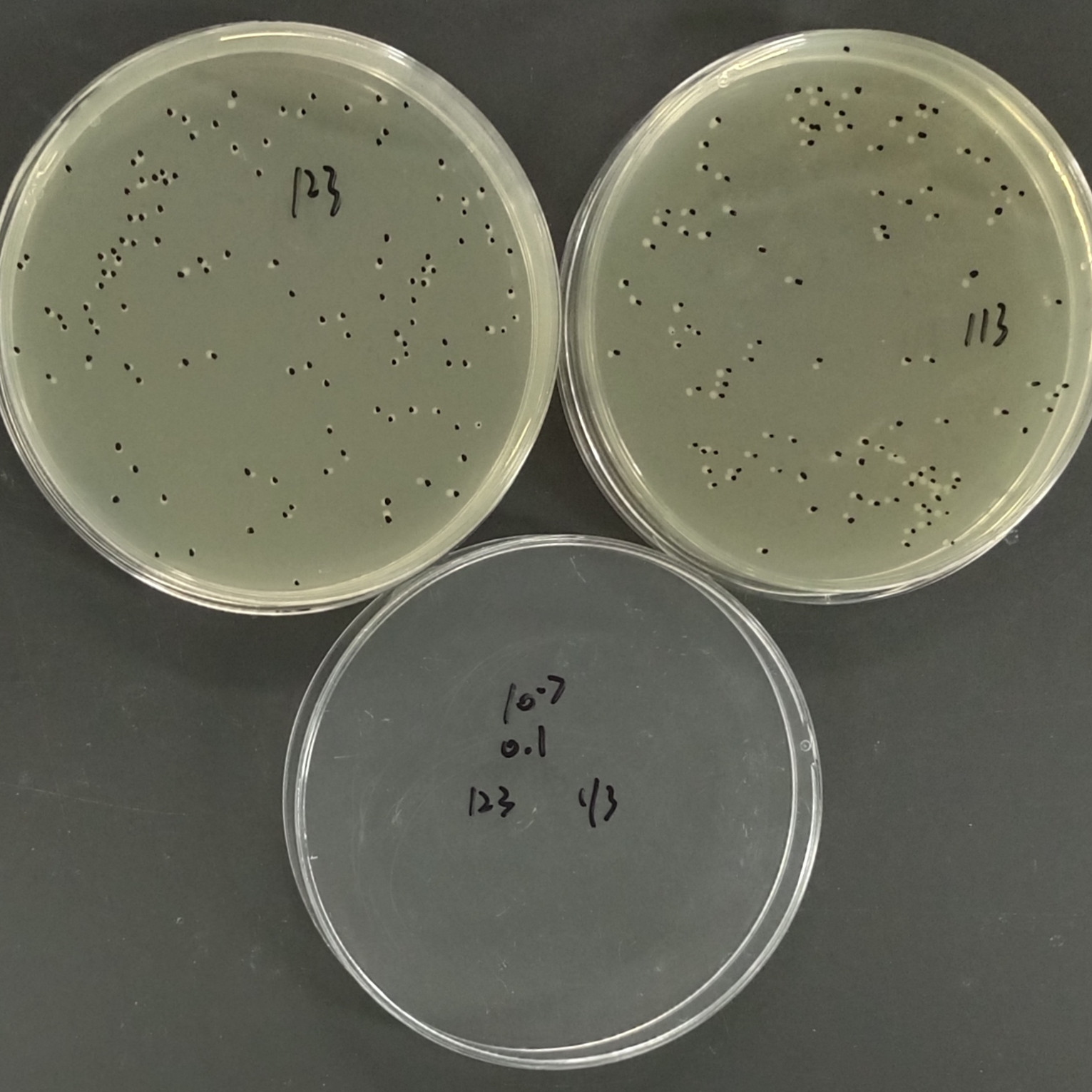 Pseudomonas aeruginosa Quantitative Strain-BNCC