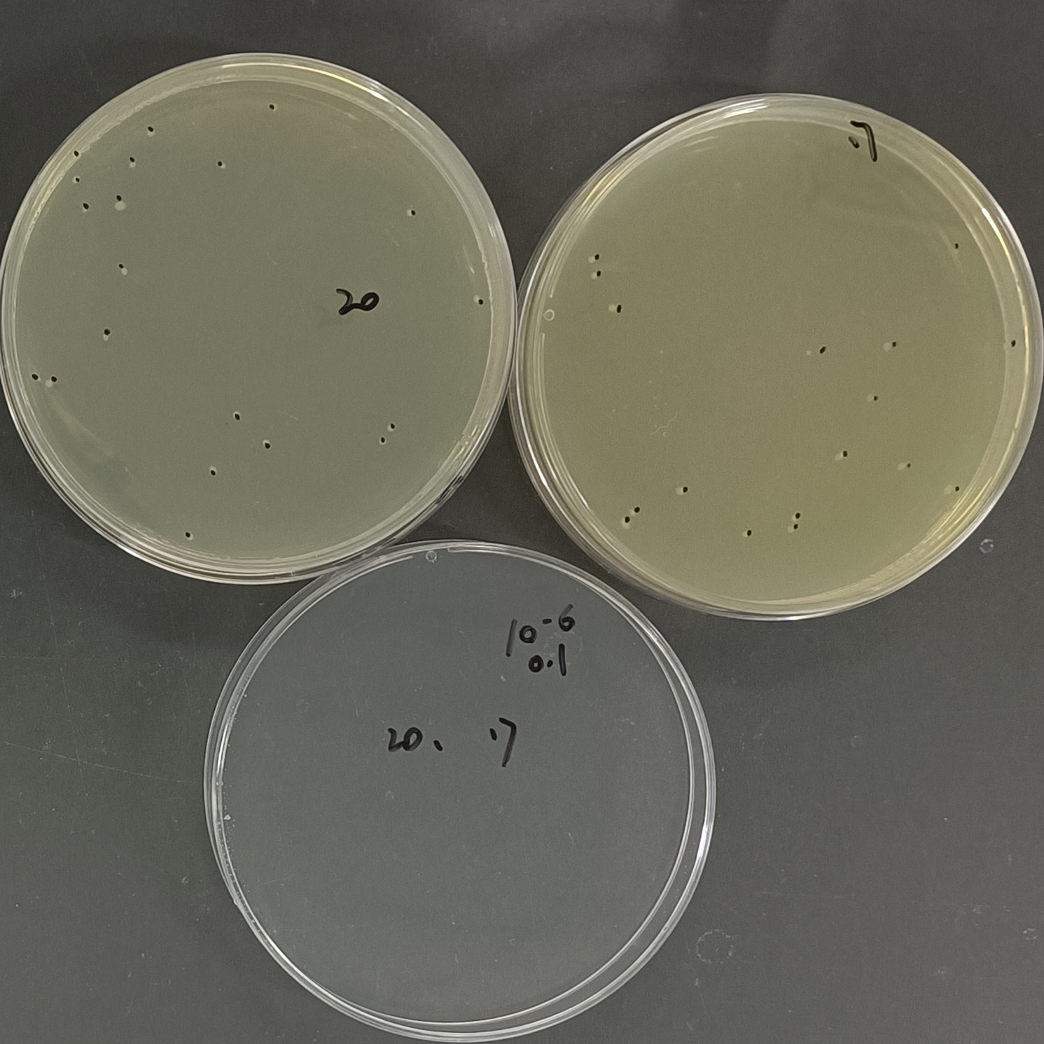 Pseudomonas aeruginosa Quantitative Strain-BNCC
