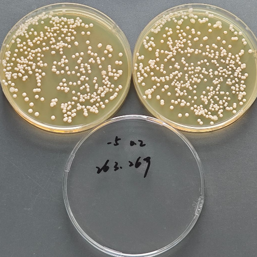 Candida albicans Quantitative Strain-BNCC