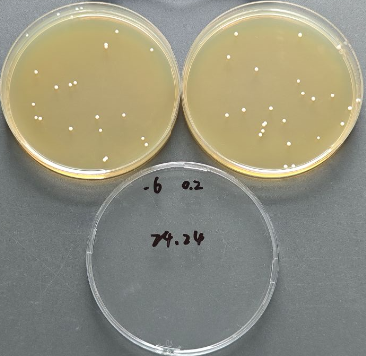 Candida albicans Quantitative Strain-BNCC