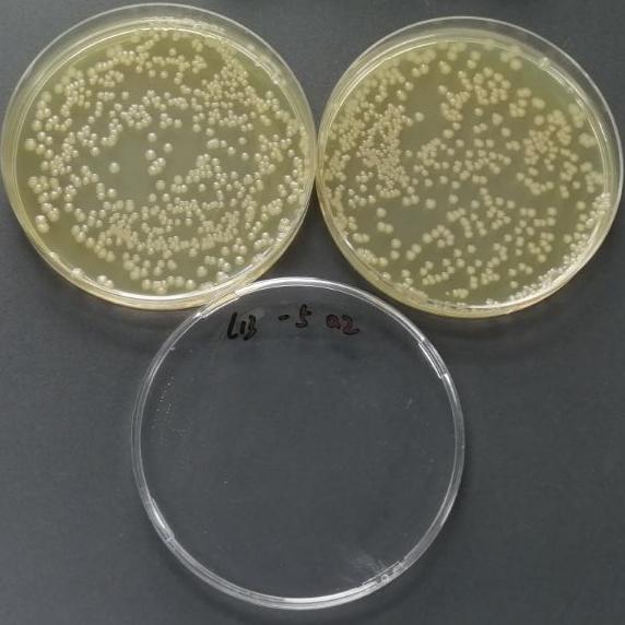 Quantitative Strain of Escherichia coli-BNCC