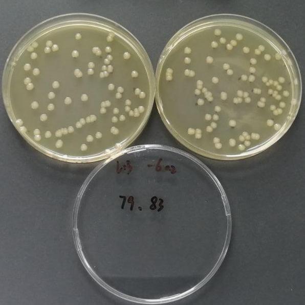 Quantitative Strain of Escherichia coli-BNCC