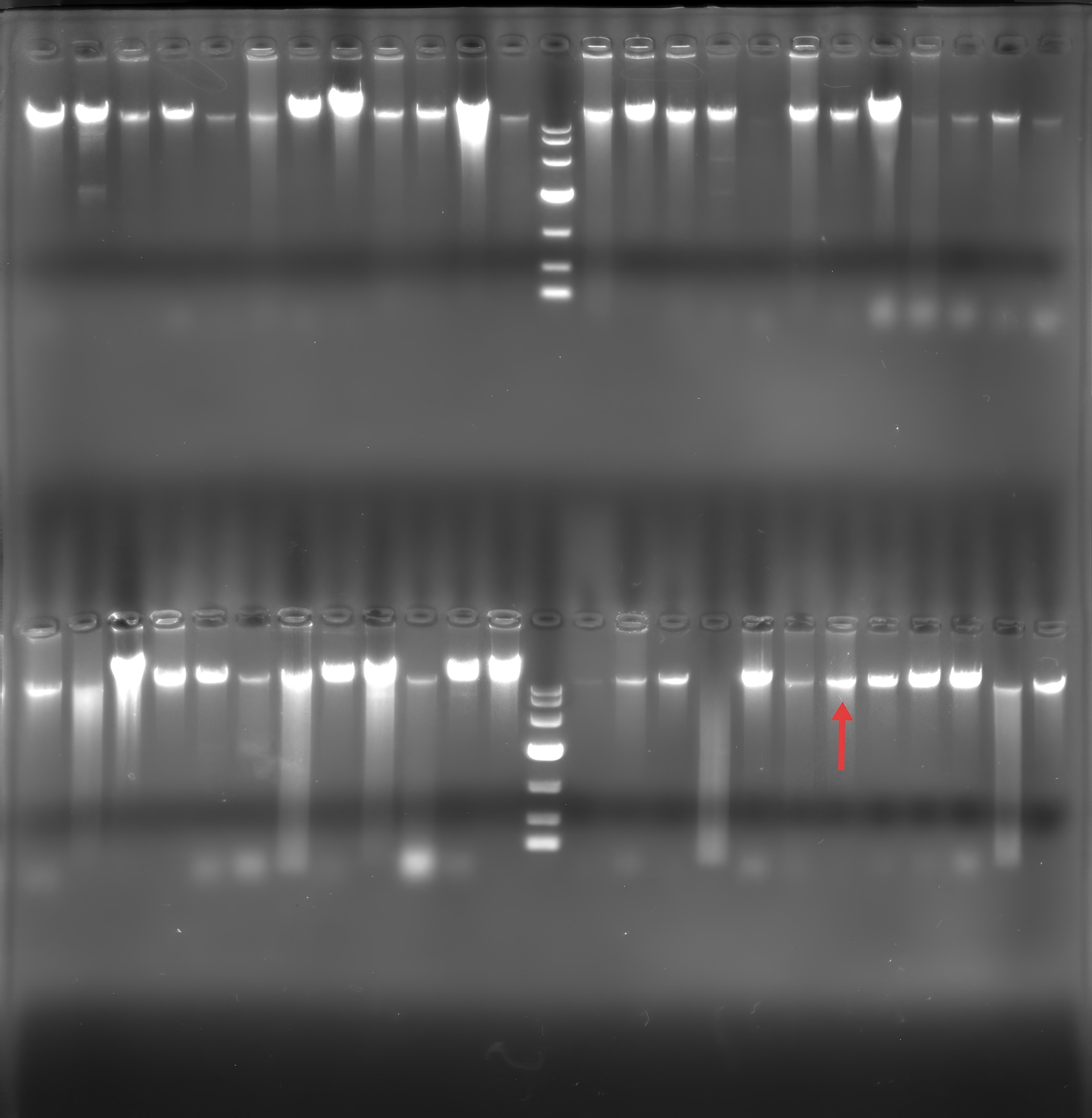 Genomic DNA of Lactobacillus pentosus-BNCC
