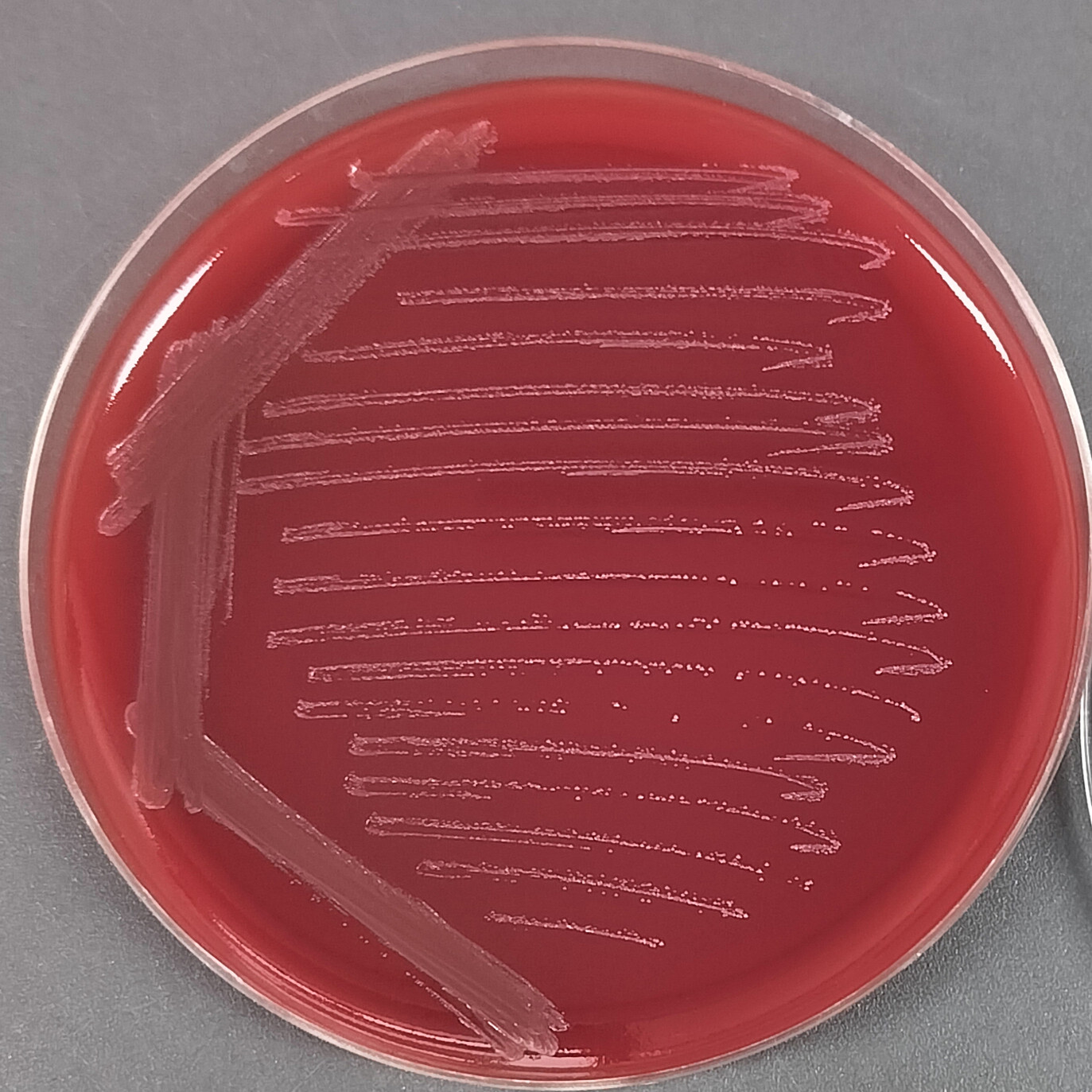 Streptococcus suis-BNCC