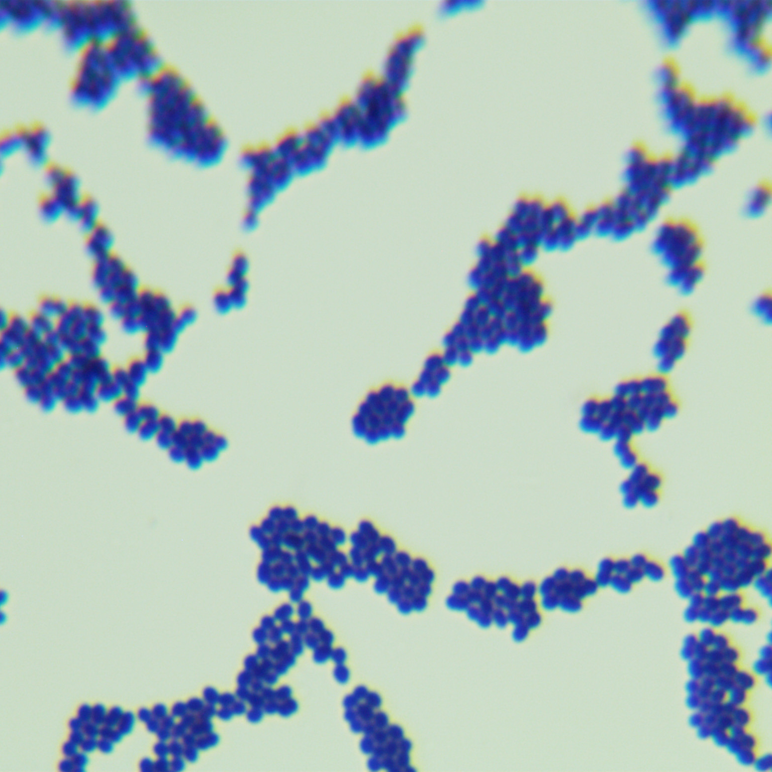 Streptococcus suis-BNCC