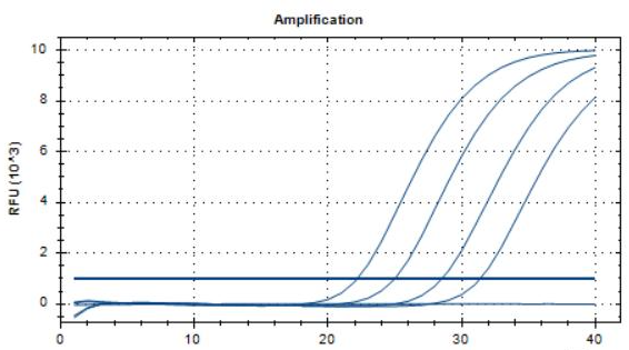 Human adenovirus 14 DNA standard-BNCC