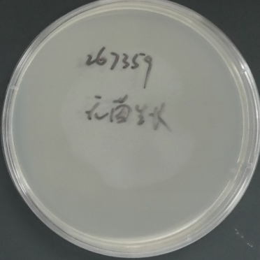 Calcium Acetate Acinetobacter Nucleic Acid Reference Material (Thermally Inactivated) (Strongly Gram-Positive)-BNCC