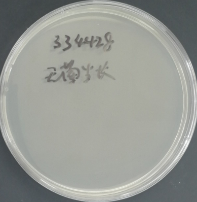 Swine Cholera Salmonella Nucleic Acid Reference Material (Thermally Inactivated) (Strongly Positive)-BNCC