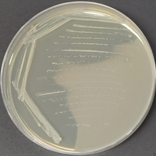 Acetobacter Acetobacter-BNCC