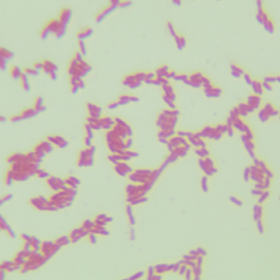 Acetobacter Acetobacter-BNCC