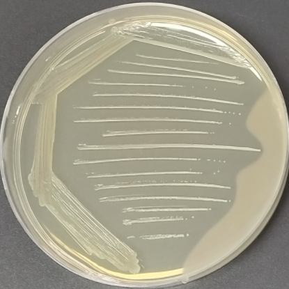 Beer Acetobacter-BNCC
