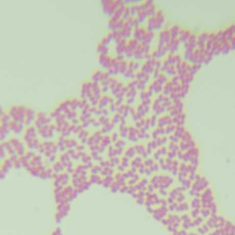 Beer Acetobacter-BNCC