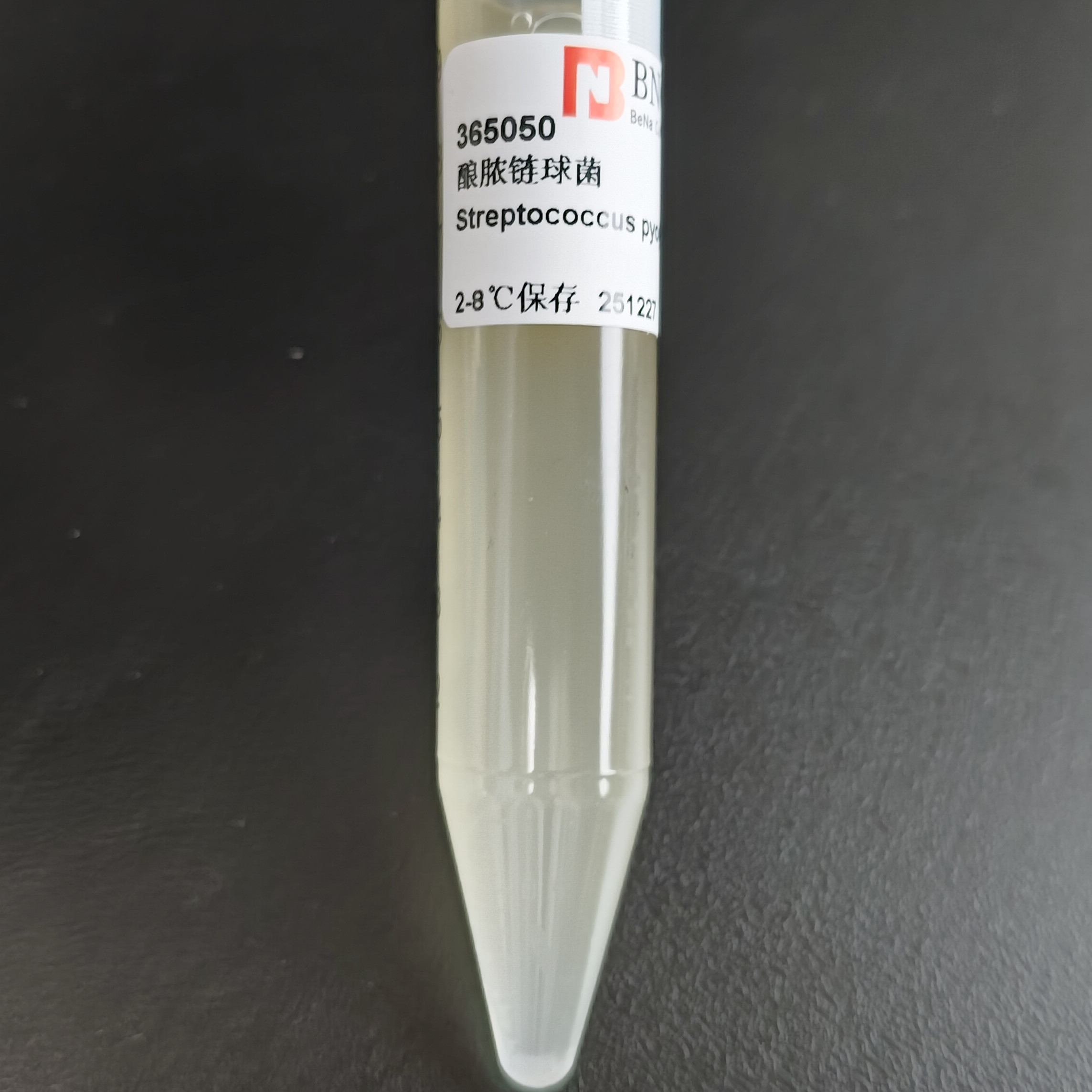 Streptococcus pyogenes-BNCC